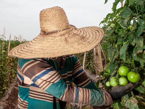 Agronegócio goiano fecha 2022 com saldo positivo de 5.973 novas vagas com carteira assinada, sendo 2,8 mil na produção de lavouras temporárias