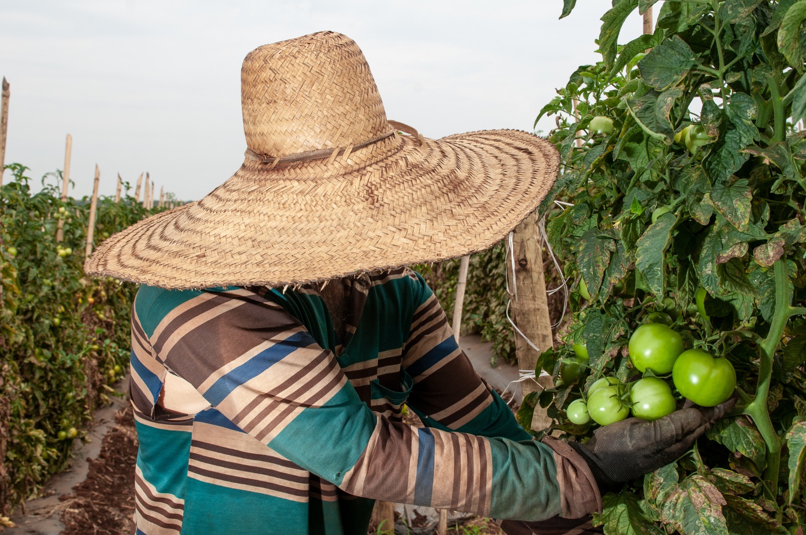 Agronegócio goiano fecha 2022 com saldo positivo de 5.973 novas vagas com carteira assinada, sendo 2,8 mil na produção de lavouras temporárias