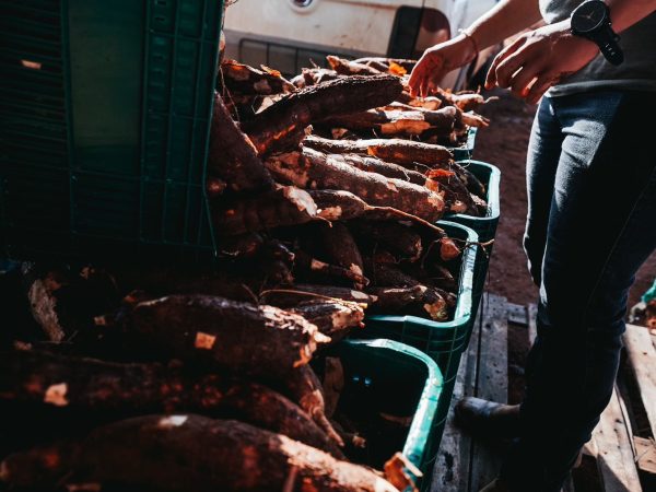 Maior produtor de mandioca do Estado, Bela Vista de Goiás realiza festival gastronômico que tem a raiz como destaque dos pratos