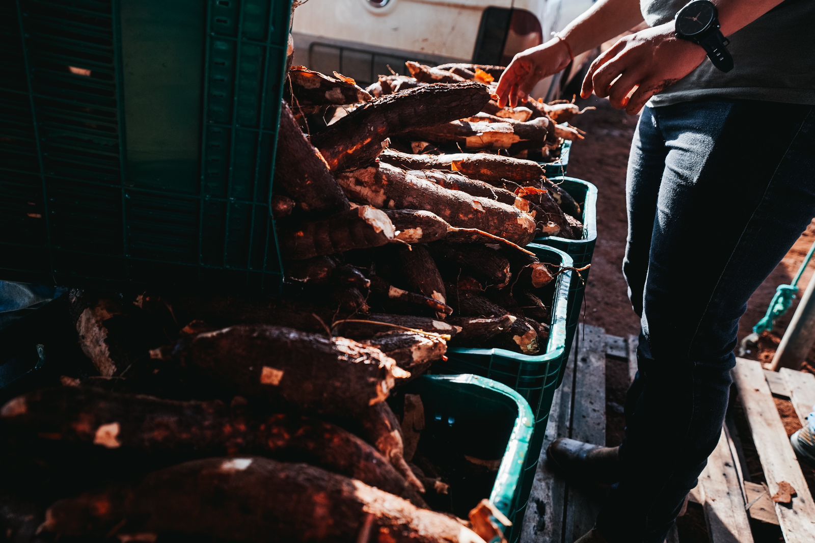 Maior produtor de mandioca do Estado, Bela Vista de Goiás realiza festival gastronômico que tem a raiz como destaque dos pratos